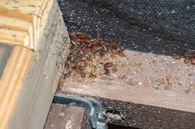 Bed Bug Treatment